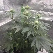 Wizard Trees - Studio Cherry