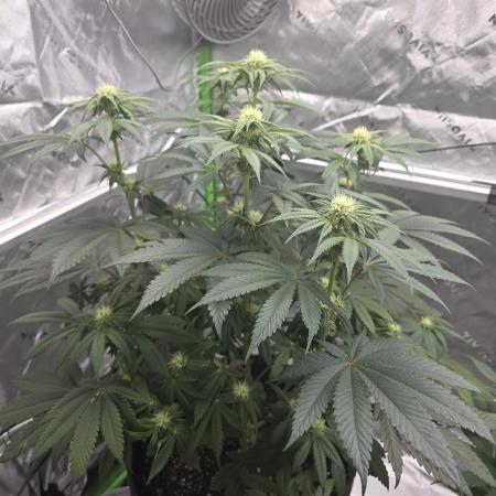 Wizard Trees - Studio Cherry