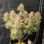 Auto Banana Blaze Dutch Passion