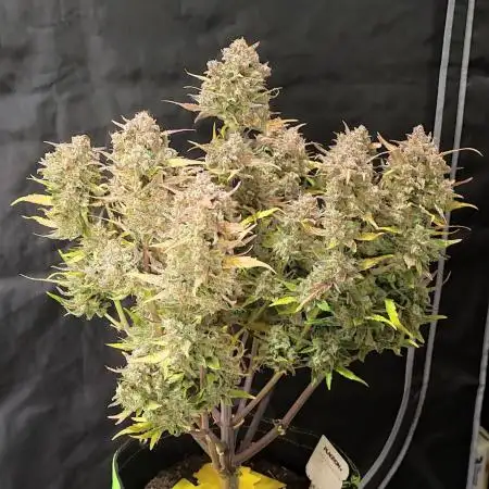 Auto Banana Blaze Dutch Passion