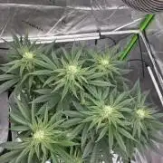 Wizard Trees - Studio Cherry