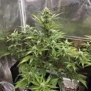 Slamberry - Speedrun Seeds