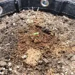 Slamberry - Speedrun Seeds