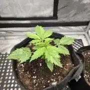Pandora Auto - Paradise Seeds