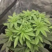 Trop Cherry Gas  - Relentlless