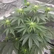 Wizard Trees - Studio Cherry