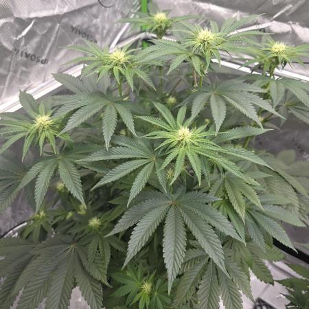 Wizard Trees - Studio Cherry