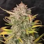 Auto Banana Blaze Dutch Passion