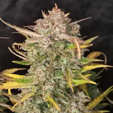Auto Banana Blaze Dutch Passion