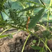2nd Try Outdoor - Brutalis Auto