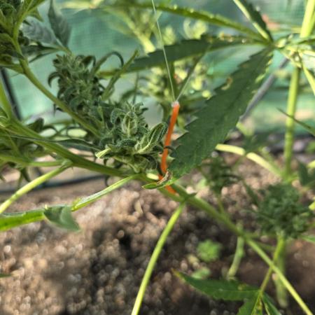 2nd Try Outdoor - Brutalis Auto
