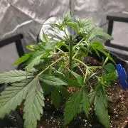 Ken´s Original Grand Daddy Purp (fem.)