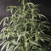 Pure Michigan Auto