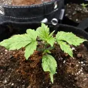 Pandora Auto - Paradise Seeds