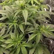 Slamberry - Speedrun Seeds