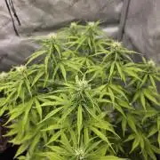 Pandora Auto - Paradise Seeds