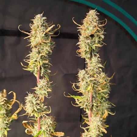 Auto Big Demon - Divine Seeds Contest