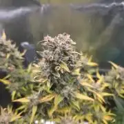 Amnesia Bilbo Auto - Genehtik