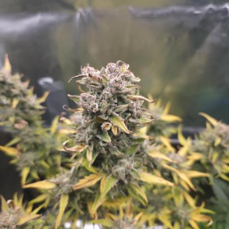 Amnesia Bilbo Auto - Genehtik