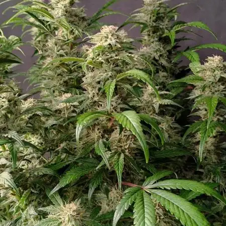 Strawberry Cheesecake Auto - HSC