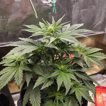 Strawberry Kiss - Mephisto Genetics