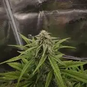 Slamberry - Speedrun Seeds