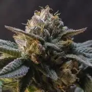 Studio Cherry - Wizard Trees