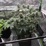 Double Stuffed Sorbet