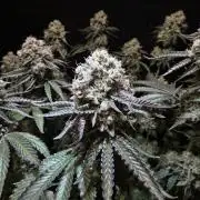 Double Stuffed Sorbet