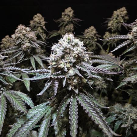 Double Stuffed Sorbet