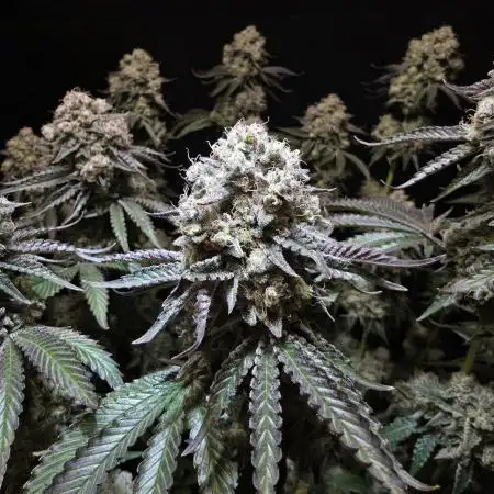 Double Stuffed Sorbet