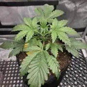 Pure Michigan Auto