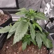 Slamberry - Speedrun Seeds