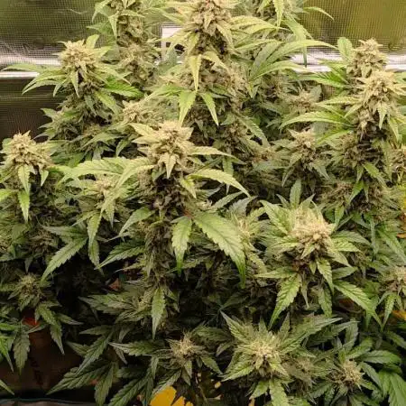 Strawberry Cheesecake Auto - HSC