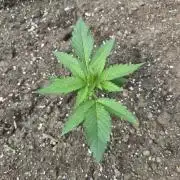Killer Haze Auto - Outdoor