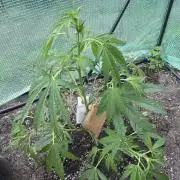 2nd Try Outdoor - Brutalis Auto