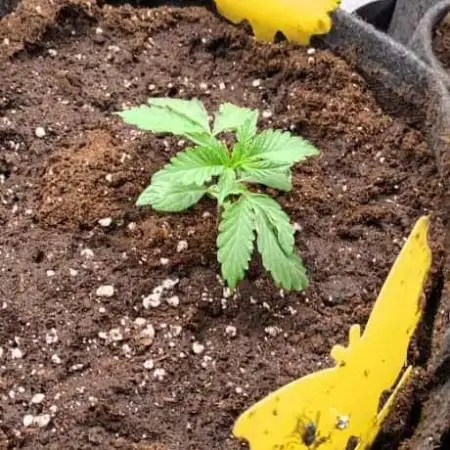 Purple #1 regular
