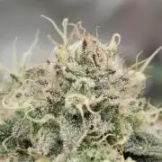 Double Stuffed Sorbet