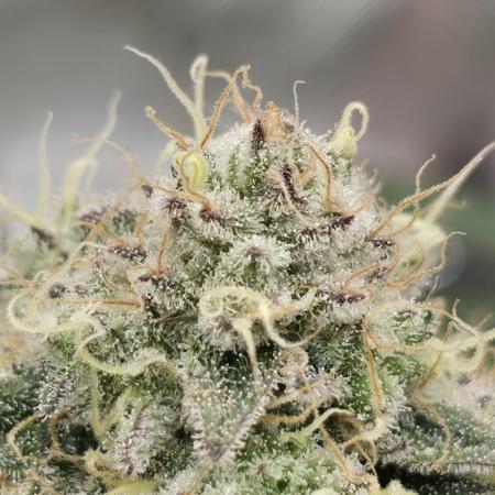 Double Stuffed Sorbet