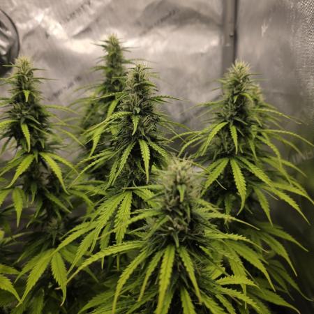 Pandora Auto - Paradise Seeds