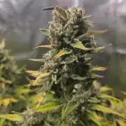Amnesia Bilbo Auto - Genehtik