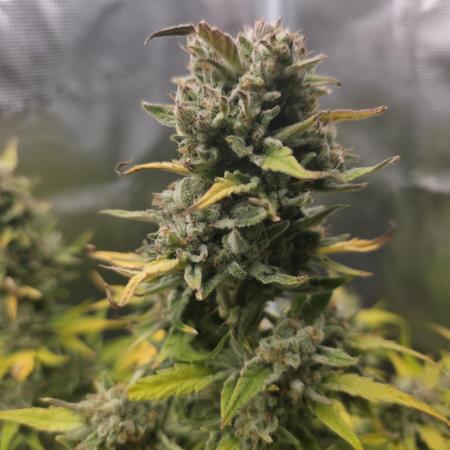 Amnesia Bilbo Auto - Genehtik