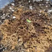 Trop Cherry Gas  - Relentlless