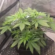 Ken´s Original Grand Daddy Purp (fem.)
