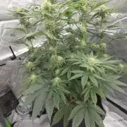 Wizard Trees - Studio Cherry