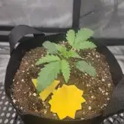 Pure Michigan Auto