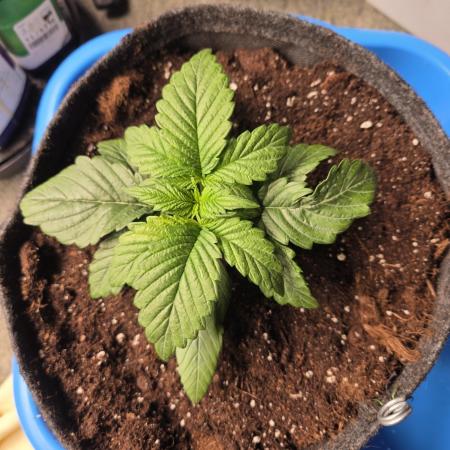 Strawberry Kiss - Mephisto Genetics