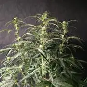 Pure Michigan Auto