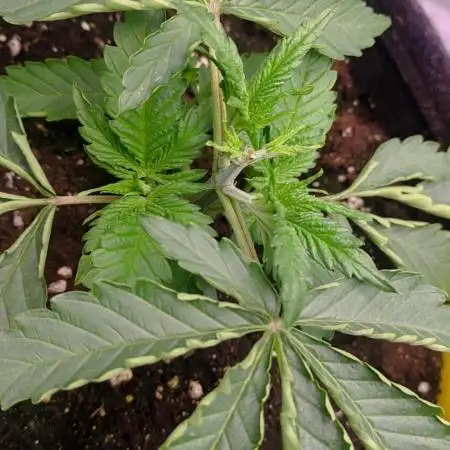 Purple #1 regular