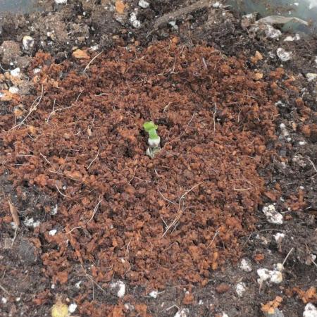 Ken´s Original Grand Daddy Purp (fem.)